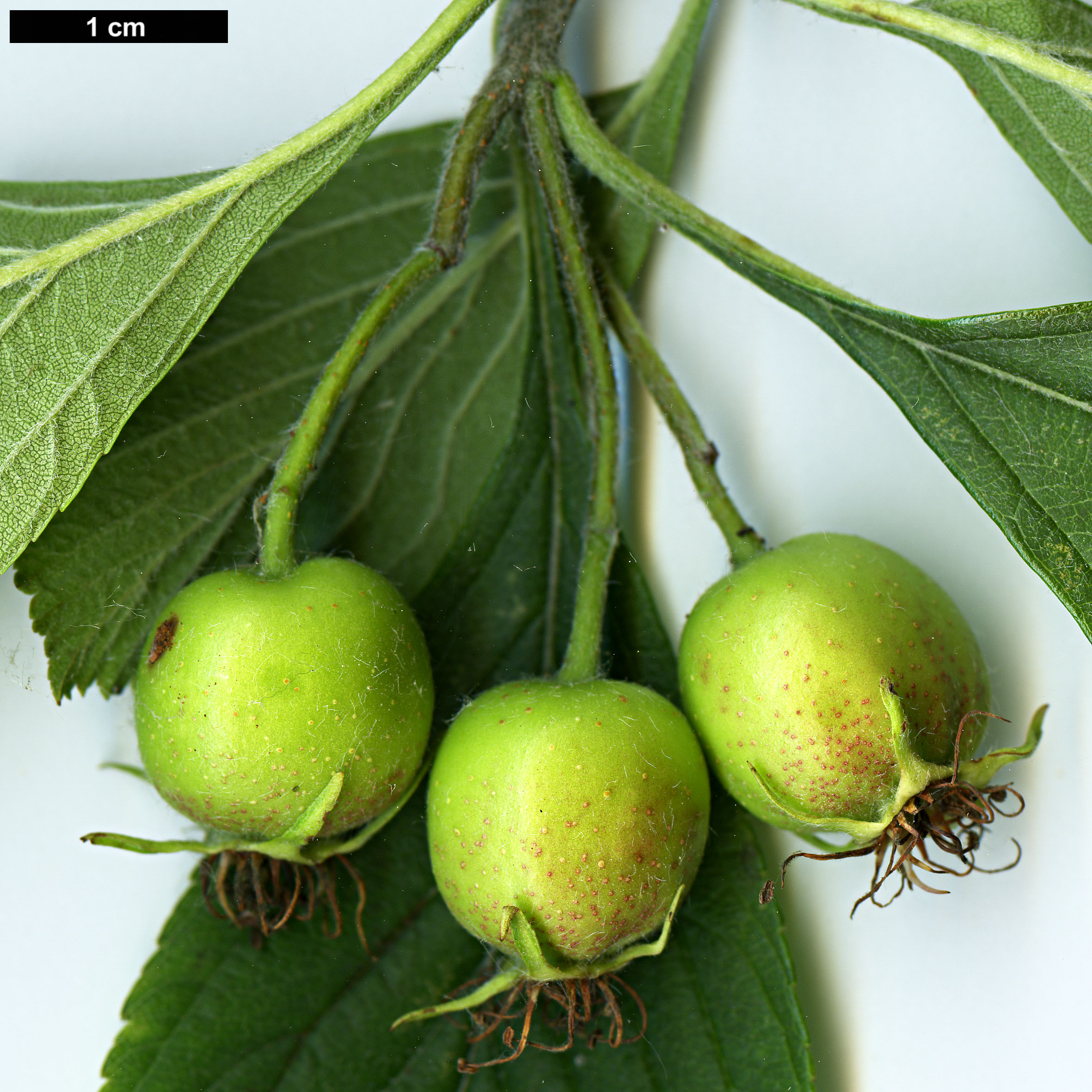 High resolution image: Family: Rosaceae - Genus: Crataegus - Taxon: punctata - SpeciesSub: var.  aurea